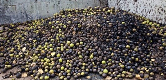 black walnuts that are fed to the Wild Boars